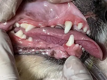 Depois da limpeza de tártaro, com os dentes do cão limpos
